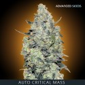 CRITICAL MASS auto - Advanced Seeds