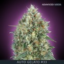 GELATO 33 auto - Advanced Seeds