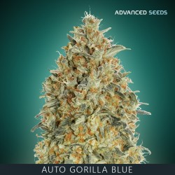 Auto GORILLA BLUE - Advanced Seeds
