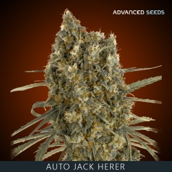 Auto JACK HERER - Advanced Seeds