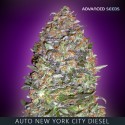 NYC DIESEL auto - Advanced Seeds