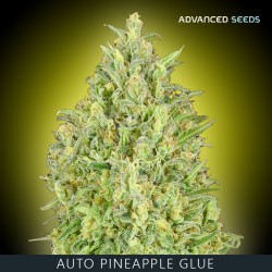 Auto PINEAPPLE GLUE - Advanced Seeds