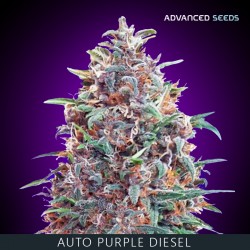 Auto PURPLE DIESEL - Advanced Seeds