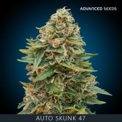 Auto SKUNK 47 - Advanced Seeds