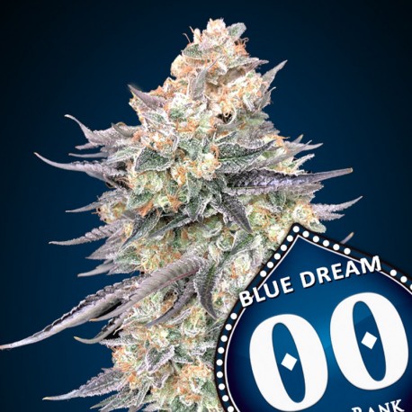 BLUE DREAM - 00 Seeds