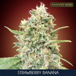 Strawberry Banana fem - Advanced Seeds