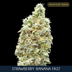Strawberry Banana Fast fem - Advanced Seeds