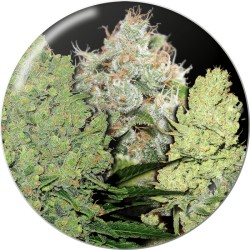Collection Pack 1 (Medical Seeds)