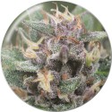 BLUE HELL auto - Medical Seeds