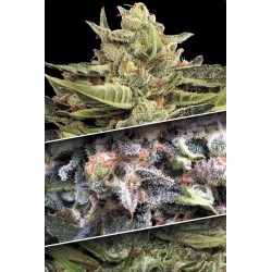 Auto Colección Pack 1 - Paradise Seeds