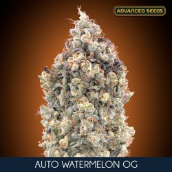 Watermelon OG auto - Advanced Seeds