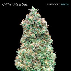 Critical Mass Fast - Advanced Seeds