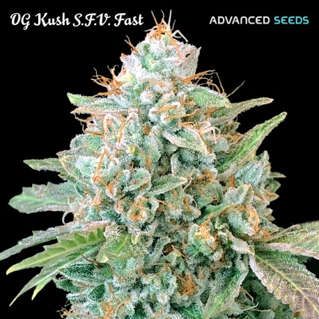 OG Kush S.F.V. Fast - Advanced Seeds