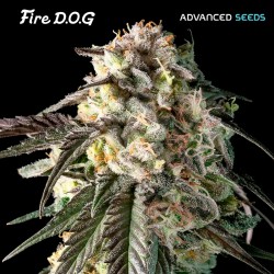 FIRE DOG fem - Advanced Seeds