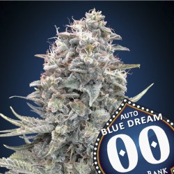 Auto BLUE DREAM - 00 Seeds