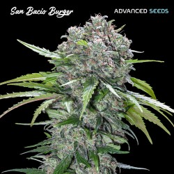 SAN BACIO BURGER fem - Advanced Seeds