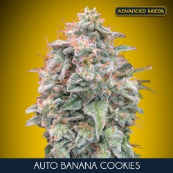 Auto Banana Cookies - Advanced Seeds