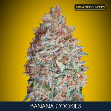 Banana Cookies - Advanced Seeds
