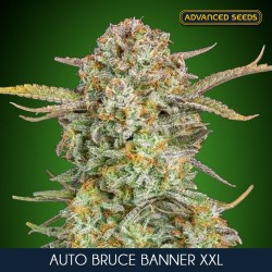 Auto Bruce Banner XXL - Advanced Seeds