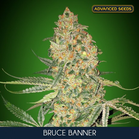 Bruce Banner fem - Advanced Seeds