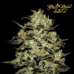 MOBY DICK fem - Green House Seeds