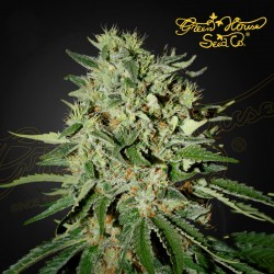 THE DOCTOR fem - Green House Seeds