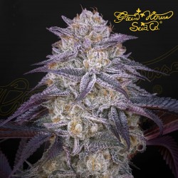 KING'S JUICE Auto - Green House Seeds