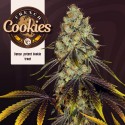 FRENCH COOKIES fem - TH Seeds