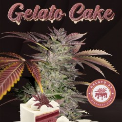 GELATO CAKE fem - TH Seeds