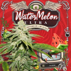 WATERMELON ULTRA fem - TH Seeds