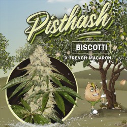 PISTASH fem - TH Seeds