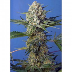 Crystal Candy Fast Version - Sweet Seeds