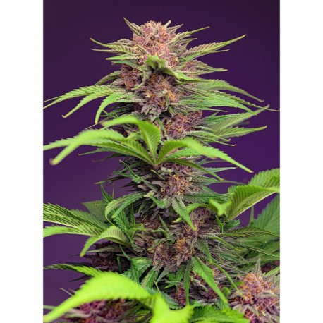 Red Mimosa XL Auto® - Sweet Seeds