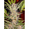 S.A.D (Sweet Afghani Delicious) F1 Fast Version - Sweet Seeds