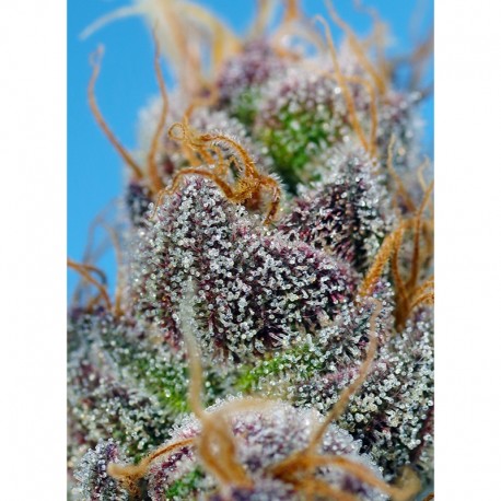 Strawberry Cola Sherbet F1 Fast Version® - Sweed Seeds