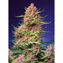 Strawberry Cola Sherbet F1 Fast Version® - Sweer Seeds