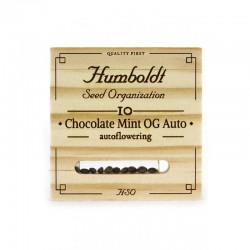 Auto CHOCOLATE MINT OG - Humboldt Seed Organization
