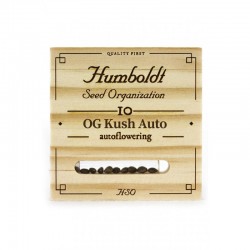 OG Kush auto - Humboldt Seeds