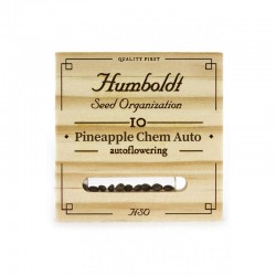 UK Cheese auto - Humboldt Seeds