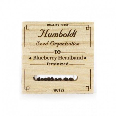 Blueberry Headband fem - Humboldt Seeds