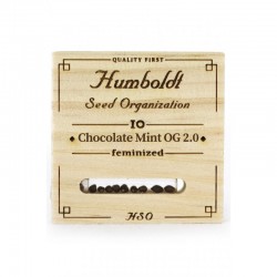 Chocolate Mint OG 2.0 - Humboldt Seeds