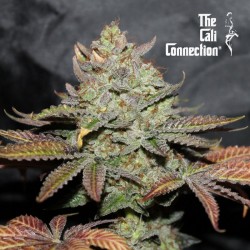 GIRL SCOUT COOKIES fem - The Cali Connection