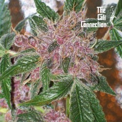 CHERRIES JUBILEE fem - The Cali Connection