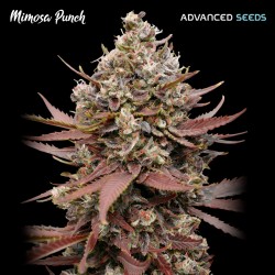 Mimosa Punch fem - Advanced Seeds