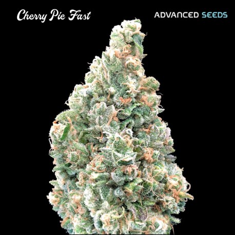 Cherry Pie Fast fem - Advanced Seeds