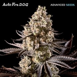 Auto FIRE DOG - Advanced Seeds