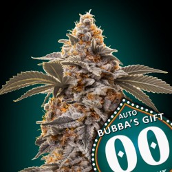 BUBBA'S GIFT fem - 00 Seeds