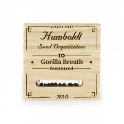Gorilla Breath fem - Humboldt Seeds