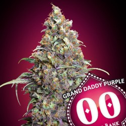 Grand Daddy Purple fem - 00 Seeds