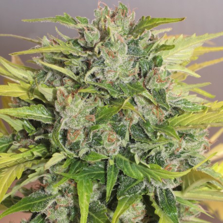 WHITE RUSSIAN auto - Serious Seeds
